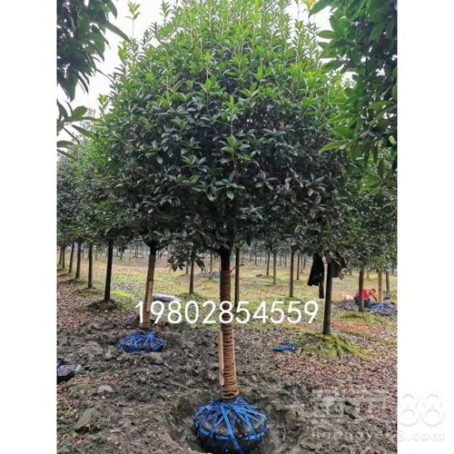 全國優質桂花樹種植基地 綠化工程苗木即買即走，一站式供貨保障